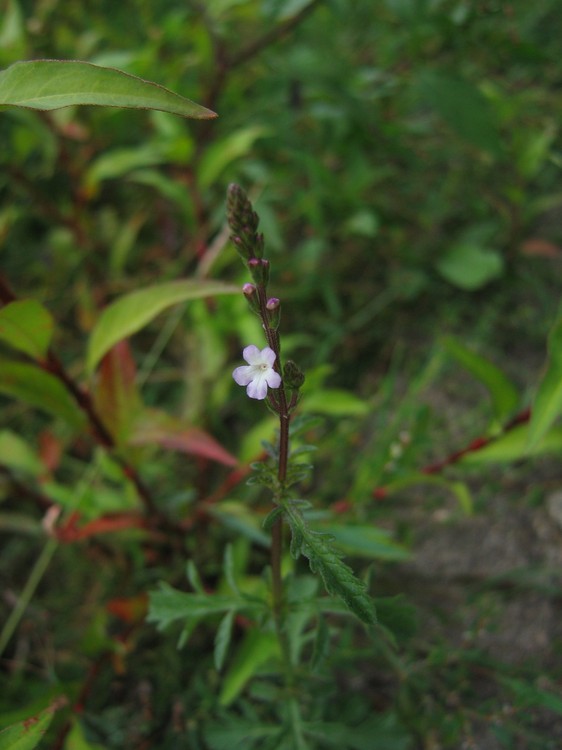 Verbena officinalis